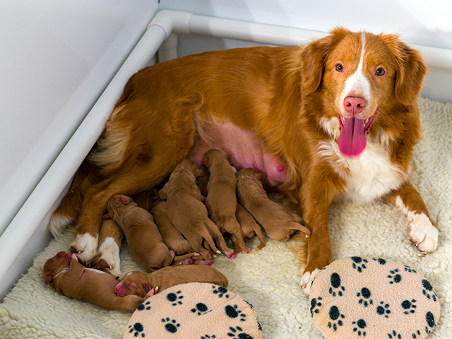 Nopper Toller Puppies 